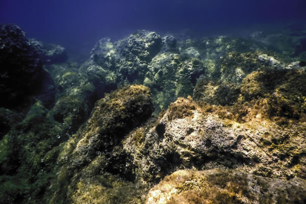 Fonds rocheux sous-marins étudiés en biogéochimie marine.