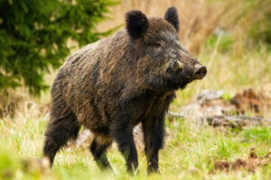 Sanglier européen dans son milieu naturel - Chasseurs