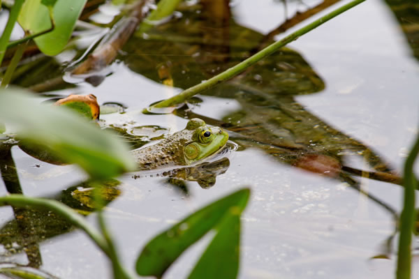 écologie des écosystèmes aquatiques